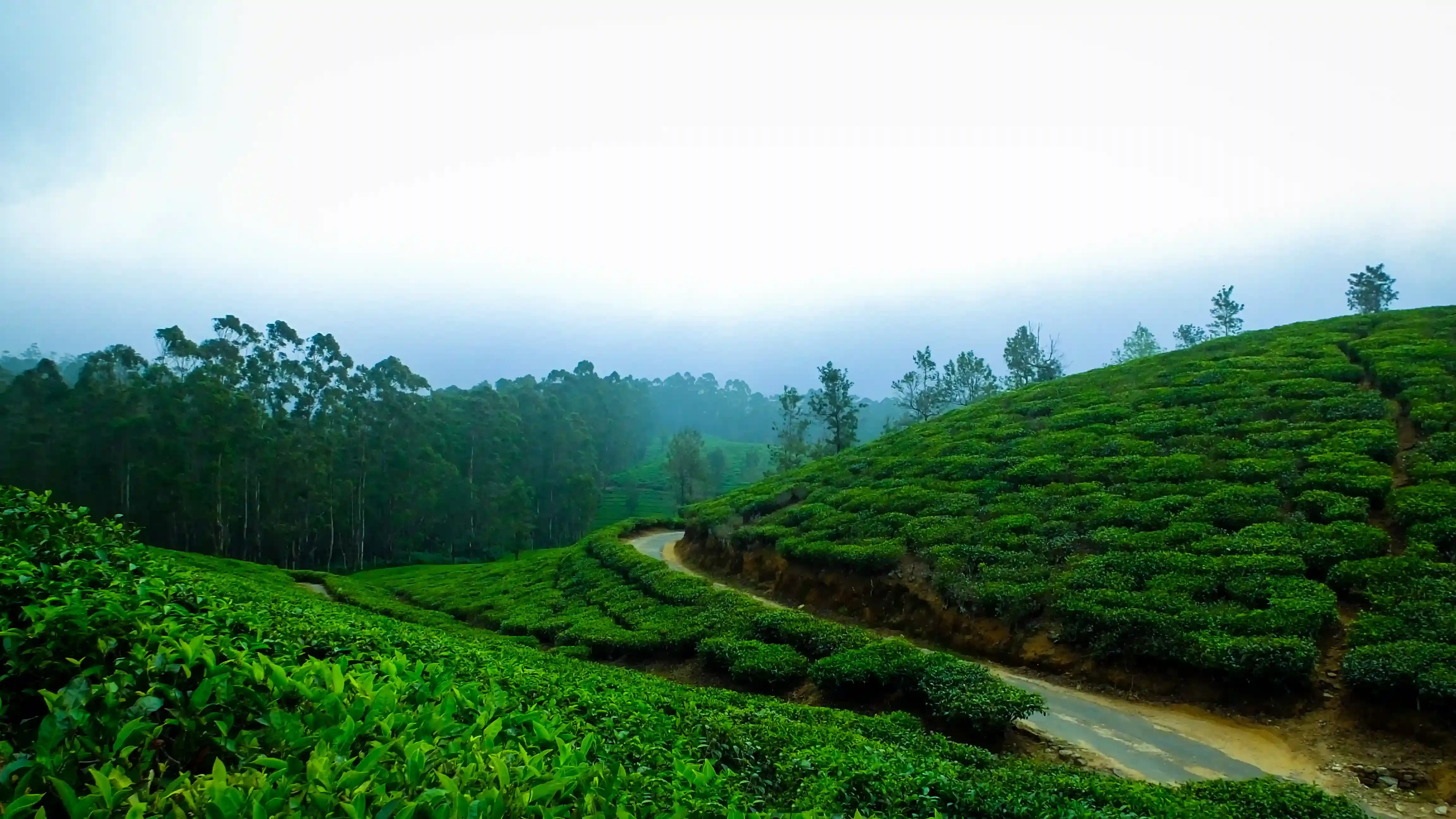 Munnar for hills and tea plantations