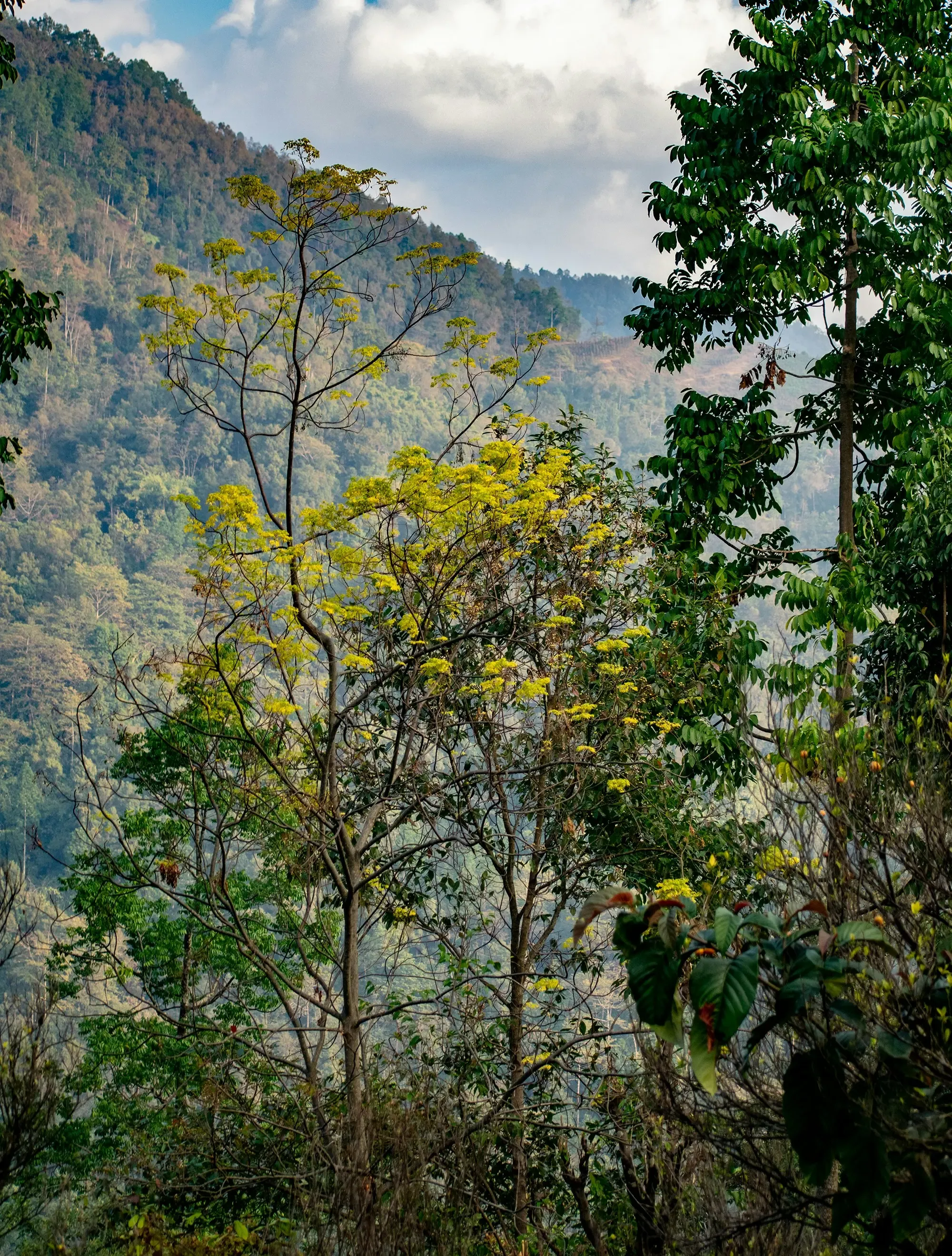 Sittong Forest