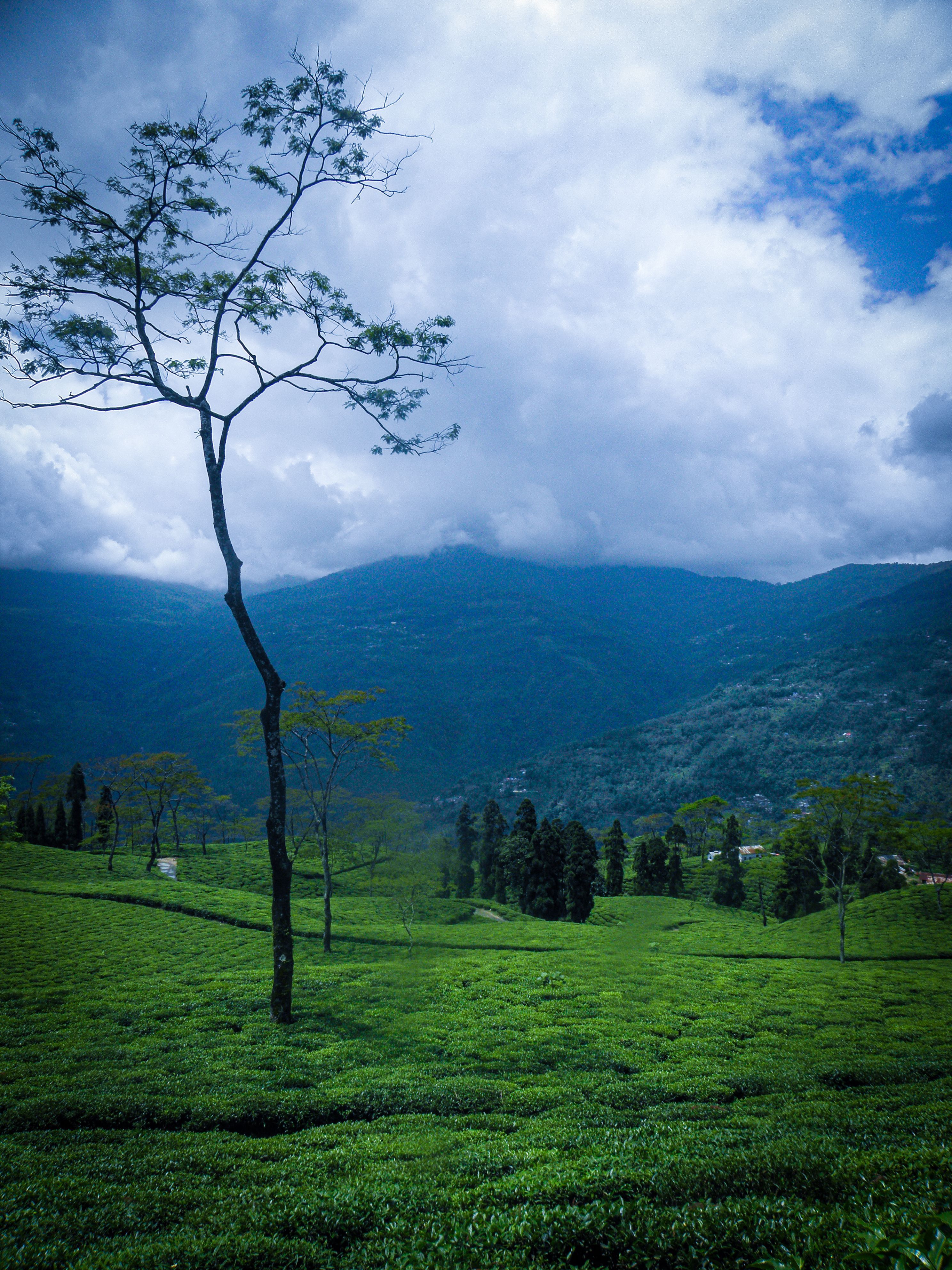 NORTH BENGAL
