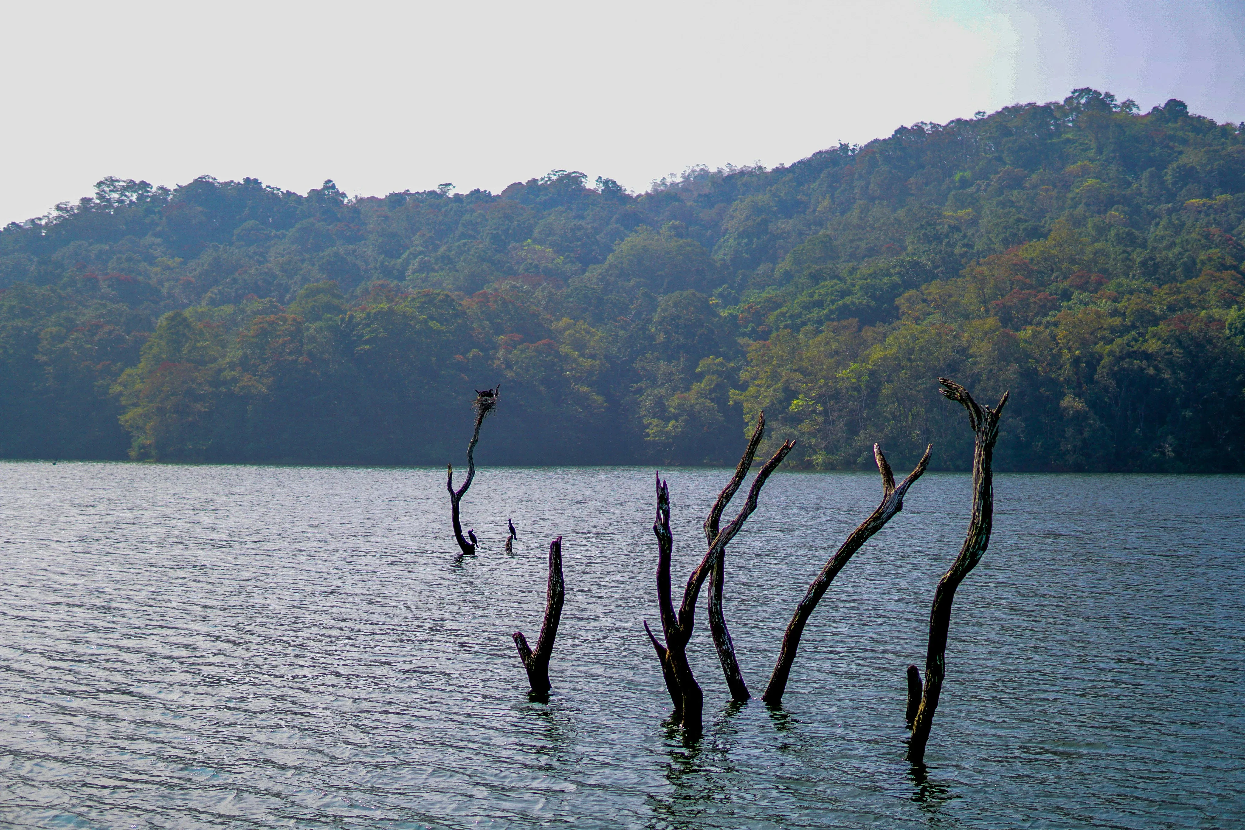 periyar lake.webp